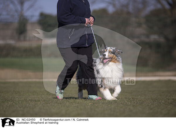 Australian Shepherd beim Training / Australian Shepherd at training / NC-02450