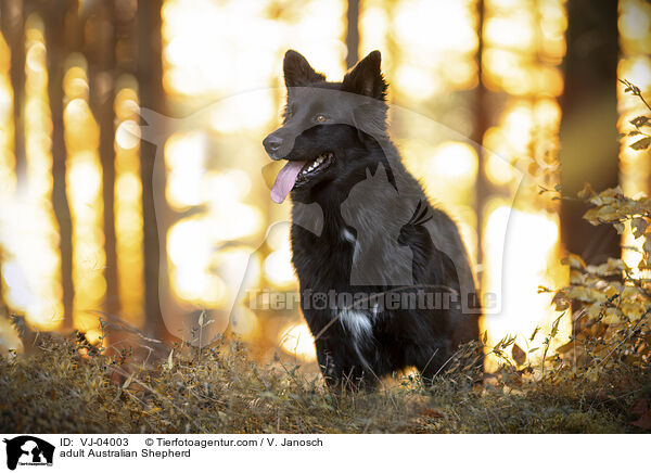 erwachsener Australian Shepherd / adult Australian Shepherd / VJ-04003