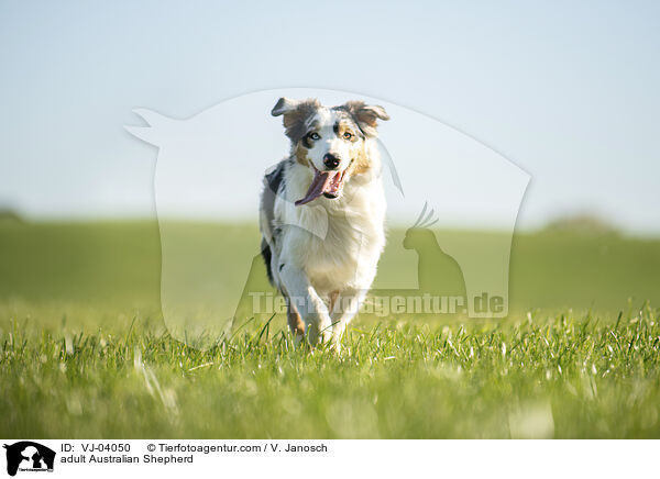 erwachsener Australian Shepherd / adult Australian Shepherd / VJ-04050