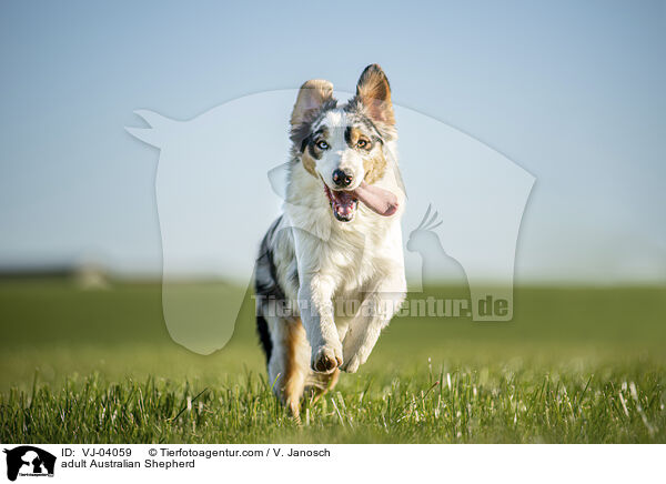 erwachsener Australian Shepherd / adult Australian Shepherd / VJ-04059