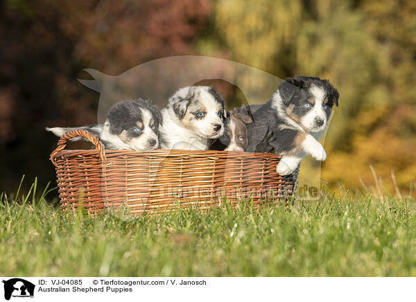 Australian Shepherd Welpen / Australian Shepherd Puppies / VJ-04085