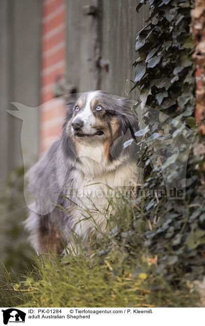 ausgewachsener Australian Shepherd / adult Australian Shepherd / PK-01284
