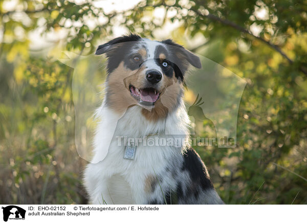 ausgewachsener Australian Shepherd / adult Australian Shepherd / EHO-02152