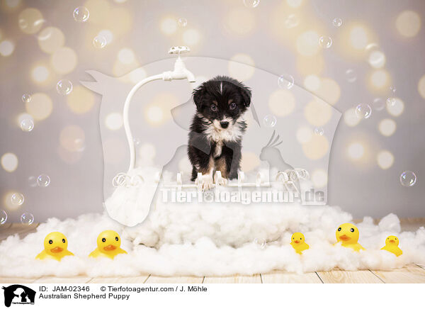 Australian Shepherd Welpe / Australian Shepherd Puppy / JAM-02346