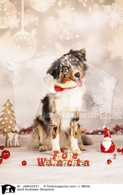 erwachsener Australian Shepherd / adult Australian Shepherd / JAM-02431