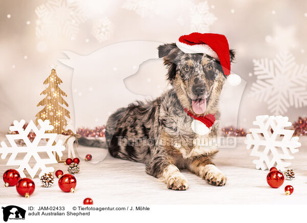 erwachsener Australian Shepherd / adult Australian Shepherd / JAM-02433