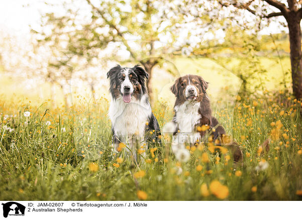 2 Australian Shepherds / 2 Australian Shepherds / JAM-02607