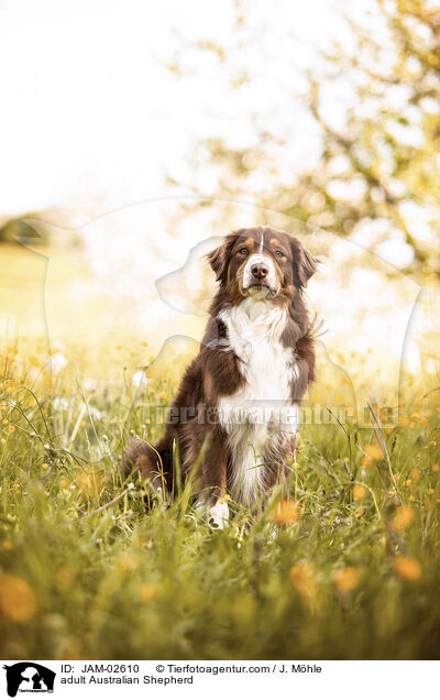 erwachsener Australian Shepherd / adult Australian Shepherd / JAM-02610