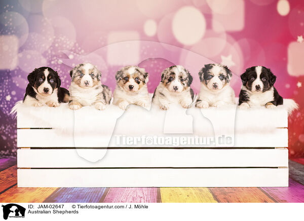 Australian Shepherds / Australian Shepherds / JAM-02647