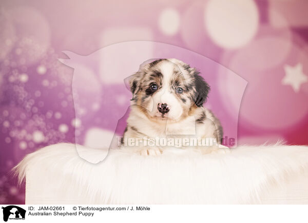 Australian Shepherd Welpe / Australian Shepherd Puppy / JAM-02661