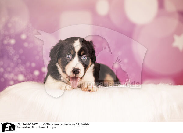 Australian Shepherd Welpe / Australian Shepherd Puppy / JAM-02673