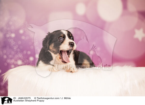 Australian Shepherd Welpe / Australian Shepherd Puppy / JAM-02675