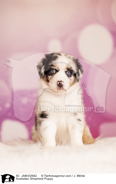 Australian Shepherd Welpe / Australian Shepherd Puppy / JAM-02682