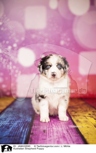 Australian Shepherd Welpe / Australian Shepherd Puppy / JAM-02690