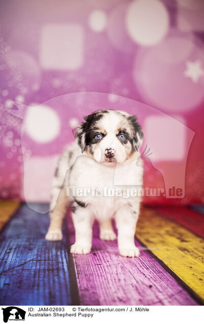 Australian Shepherd Welpe / Australian Shepherd Puppy / JAM-02693