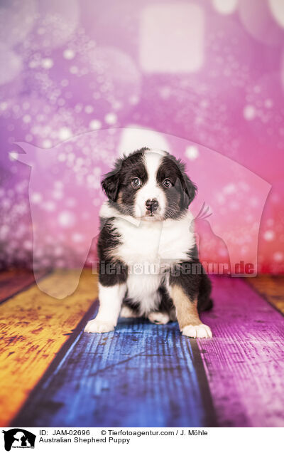 Australian Shepherd Welpe / Australian Shepherd Puppy / JAM-02696