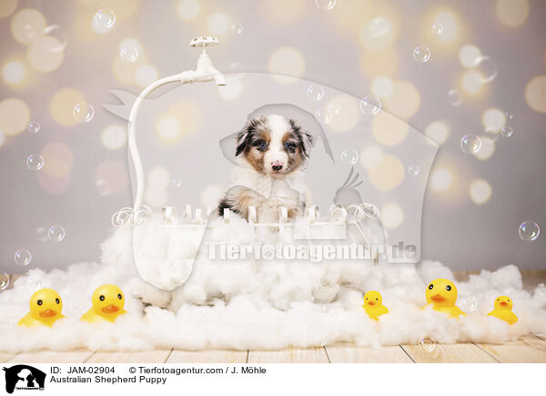 Australian Shepherd Welpe / Australian Shepherd Puppy / JAM-02904