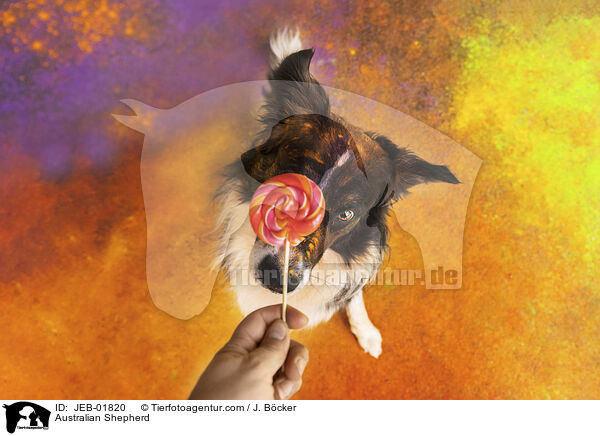 Australian Shepherd / Australian Shepherd / JEB-01820
