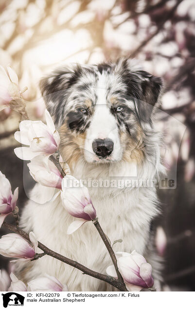 Australian Shepherd Rde / male Australian Shepherd / KFI-02079