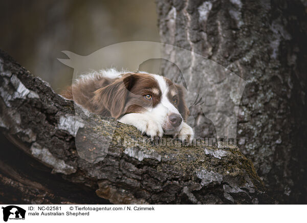 Australian Shepherd Rde / male Australian Shepherd / NC-02581
