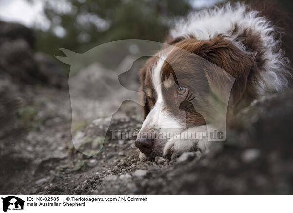 Australian Shepherd Rde / male Australian Shepherd / NC-02585