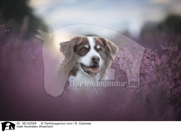 Australian Shepherd Rde / male Australian Shepherd / NC-02599