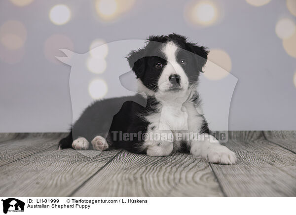 Australian Shepherd Welpe / Australian Shepherd Puppy / LH-01999