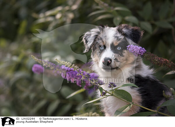 junger Australian Shepherd / young Australian Shepherd / LH-02244