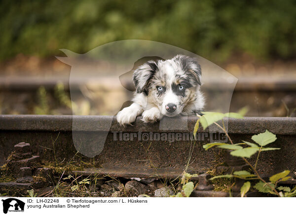 junger Australian Shepherd / young Australian Shepherd / LH-02248