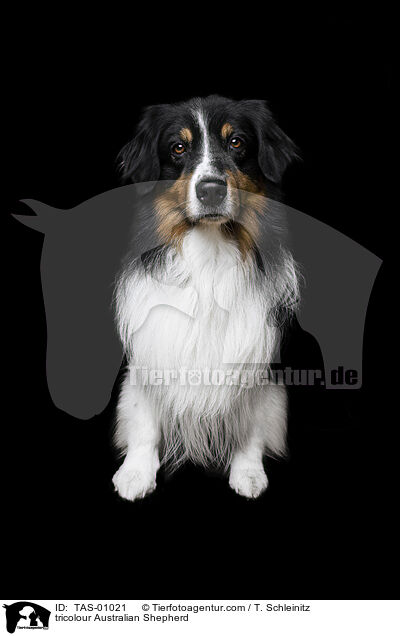 tricolour Australian Shepherd / tricolour Australian Shepherd / TAS-01021
