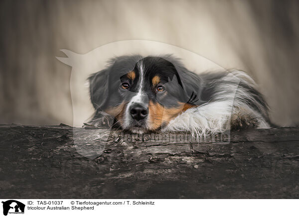 tricolour Australian Shepherd / tricolour Australian Shepherd / TAS-01037