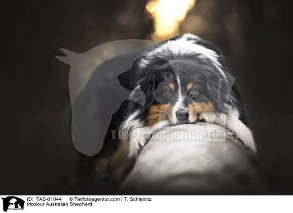 tricolour Australian Shepherd / tricolour Australian Shepherd / TAS-01044