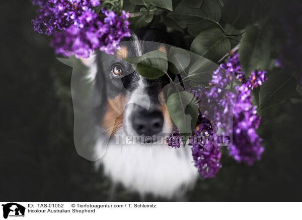tricolour Australian Shepherd / tricolour Australian Shepherd / TAS-01052