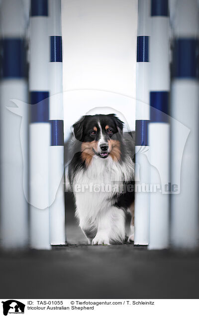 tricolour Australian Shepherd / tricolour Australian Shepherd / TAS-01055