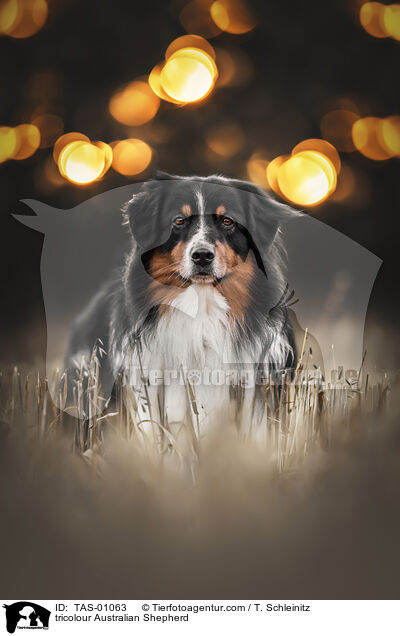 tricolour Australian Shepherd / tricolour Australian Shepherd / TAS-01063