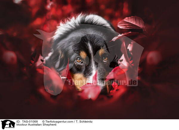 tricolour Australian Shepherd / tricolour Australian Shepherd / TAS-01068