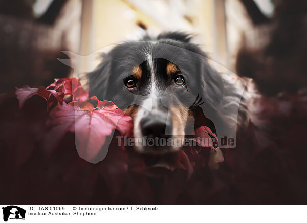 tricolour Australian Shepherd / tricolour Australian Shepherd / TAS-01069