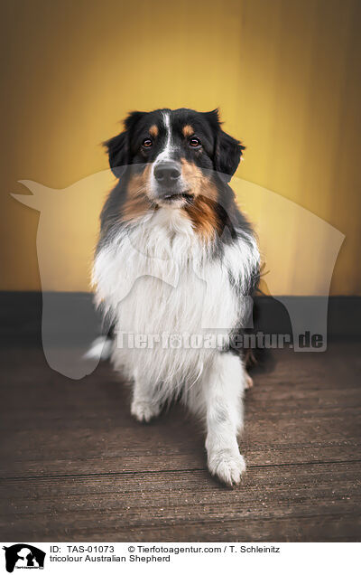 tricolour Australian Shepherd / tricolour Australian Shepherd / TAS-01073