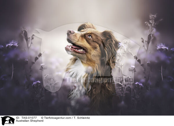 Australian Shepherd / Australian Shepherd / TAS-01077