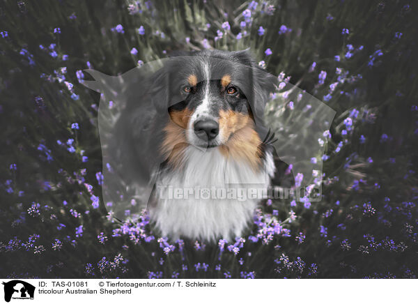 tricolour Australian Shepherd / tricolour Australian Shepherd / TAS-01081