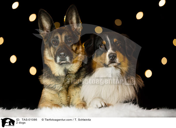 2 Hunde / 2 dogs / TAS-01086