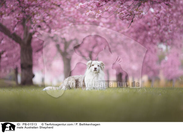 Australian Shepherd Rde / male Australian Shepherd / PB-01513