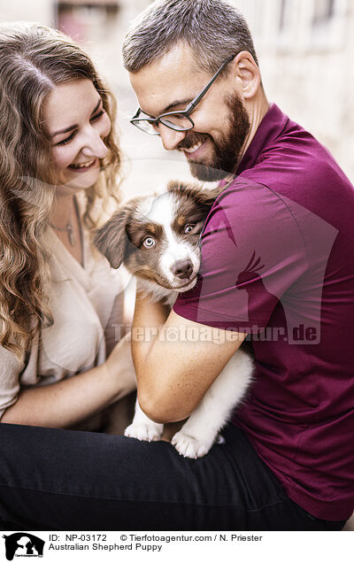 Australian Shepherd Welpe / Australian Shepherd Puppy / NP-03172