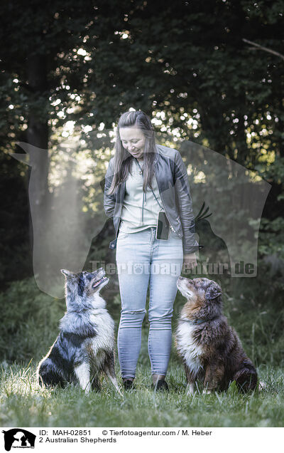 2 Australian Shepherds / 2 Australian Shepherds / MAH-02851