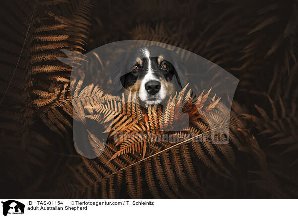 ausgewachsener Australian Shepherd / adult Australian Shepherd / TAS-01154