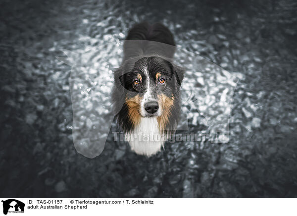 ausgewachsener Australian Shepherd / adult Australian Shepherd / TAS-01157