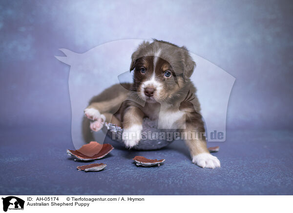 Australian Shepherd Puppy / AH-05174