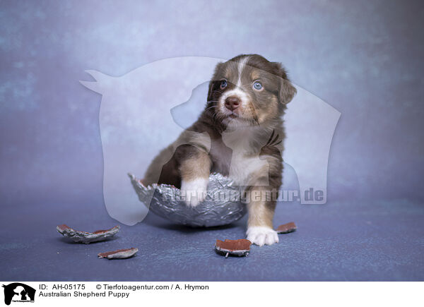 Australian Shepherd Welpe / Australian Shepherd Puppy / AH-05175