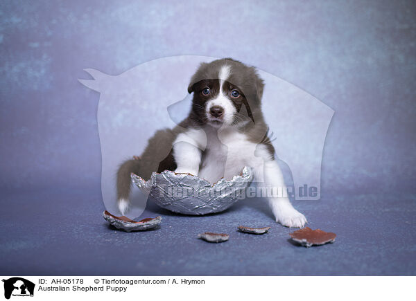 Australian Shepherd Welpe / Australian Shepherd Puppy / AH-05178