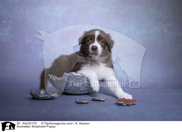 Australian Shepherd Welpe / Australian Shepherd Puppy / AH-05179